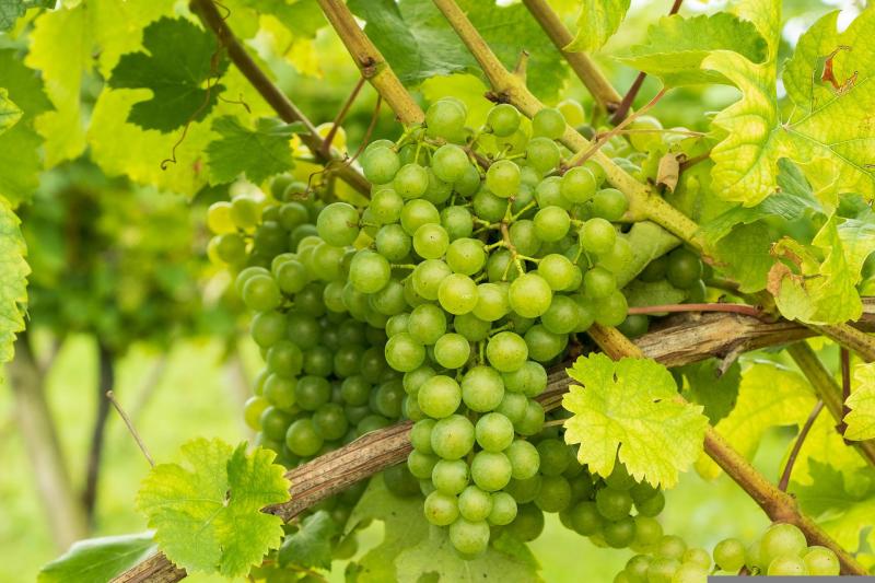 La Conferencia Sectorial de Agricultura aprueba 6,23 millones de euros para programas vitivinícolas en Andalucía