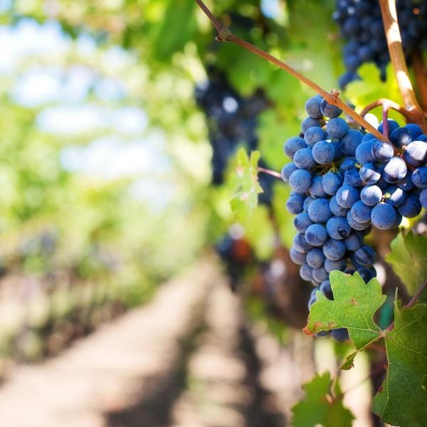 El Ministerio de Agricultura, Pesca y Alimentación reconoce 12 nuevos viñedos singulares en la DOCa Rioja